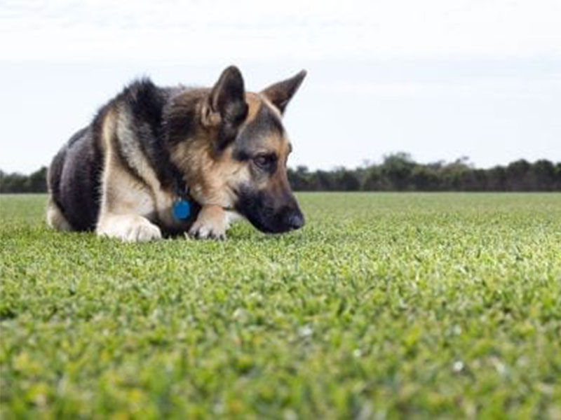 Daleys Turf - Fixing Up Bald Spots Left by Dogs