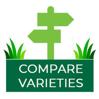 Compare Turf Varities